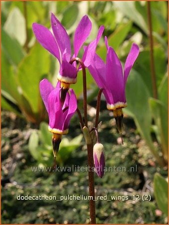 Dodecatheon pulchellum 'Red Wings'