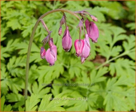 Dicentra formosa