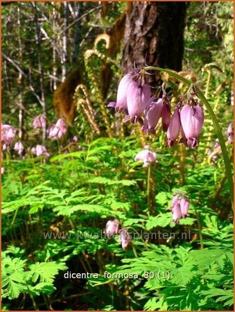 Dicentra formosa