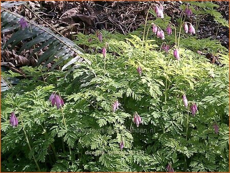 Dicentra formosa