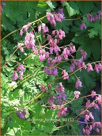 Dicentra formosa