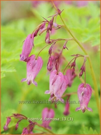 Dicentra formosa