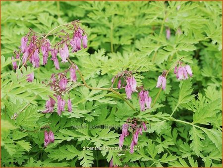 Dicentra formosa