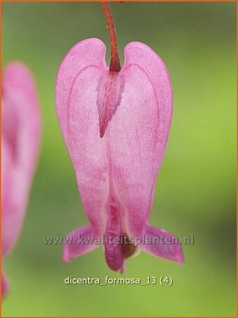 Dicentra formosa