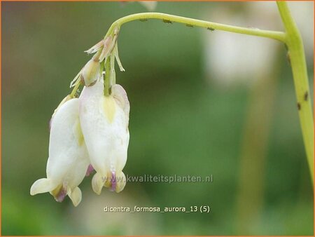 Dicentra formosa 'Aurora'