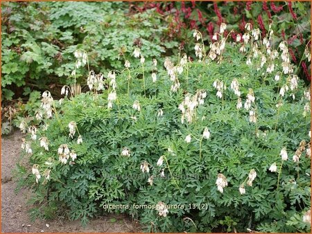 Dicentra formosa &#39;Aurora&#39;