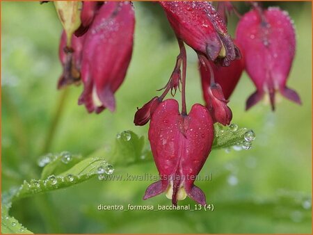 Dicentra formosa &#39;Bacchanal&#39;