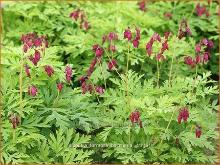 Dicentra formosa &#39;Bacchanal&#39;