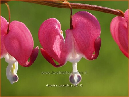 Dicentra spectabilis