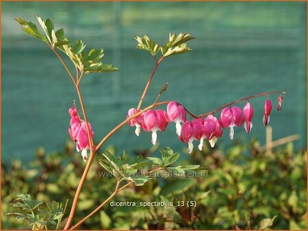 Dicentra spectabilis