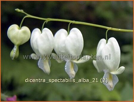 Dicentra spectabilis &#39;Alba&#39;