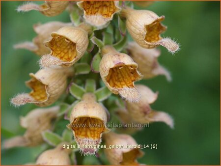 Digitalis ferruginea &#39;Gelber Herold&#39;