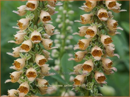 Digitalis ferruginea &#39;Gelber Herold&#39;