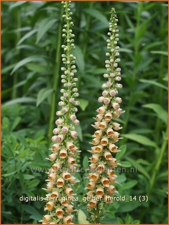 Digitalis ferruginea &#39;Gelber Herold&#39;