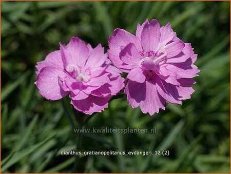 Dianthus gratianopolitanus &#39;Eydangeri&#39;