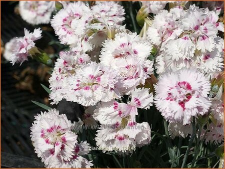 Dianthus &#39;Ine&#39;