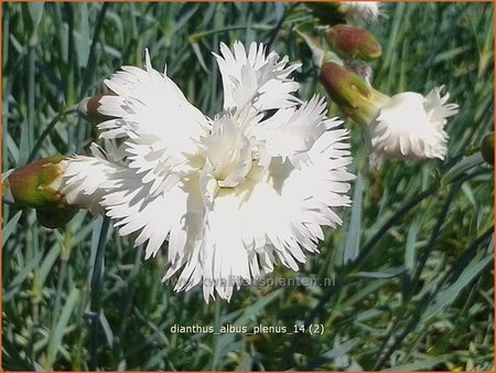 Dianthus 'Albus Plenus'