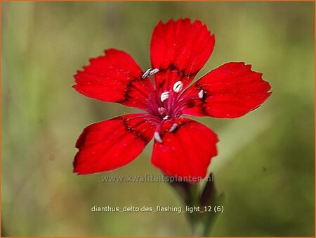 Dianthus deltoides &#39;Flashing Light&#39;