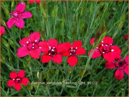 Dianthus deltoides &#39;Flashing Light&#39;