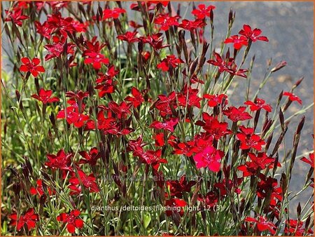 Dianthus deltoides &#39;Flashing Light&#39;