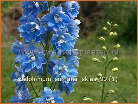 Delphinium &#39;Summer Skies&#39;