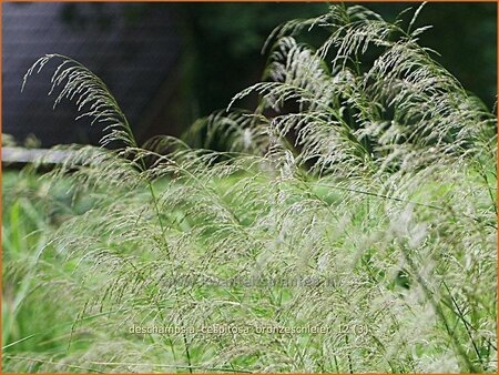 Deschampsia cespitosa &#39;Bronzeschleier&#39;