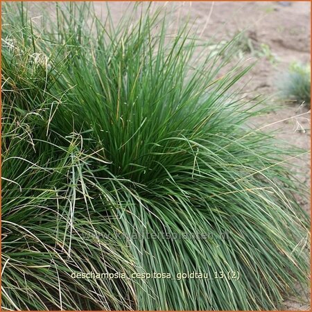 Deschampsia cespitosa &#39;Goldtau&#39;