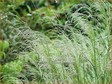 Deschampsia cespitosa &#39;Schotland&#39;