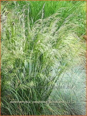 Deschampsia cespitosa &#39;Schotland&#39;