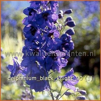 Delphinium 'Black Knight'
