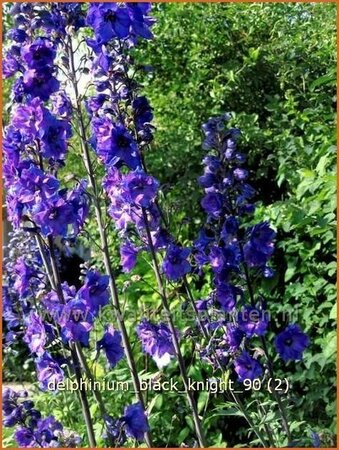Delphinium 'Black Knight'