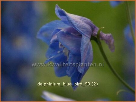 Delphinium &#39;Blue Bird&#39;
