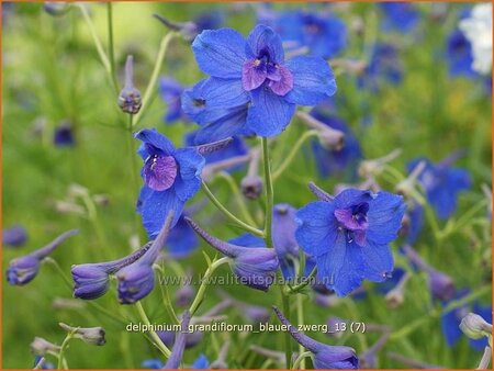 Delphinium grandiflorum &#39;Blauer Zwerg&#39;