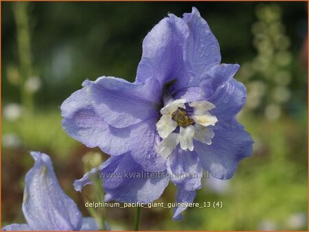 Delphinium &#39;Guinevere&#39;