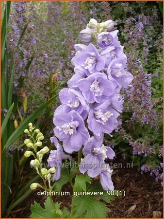 Delphinium &#39;Guinevere&#39;