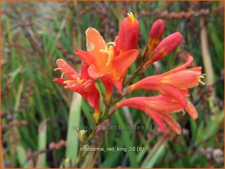 Crocosmia 'Red King'