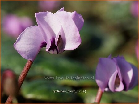 Cyclamen coum