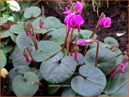 Cyclamen coum