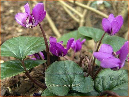 Cyclamen coum