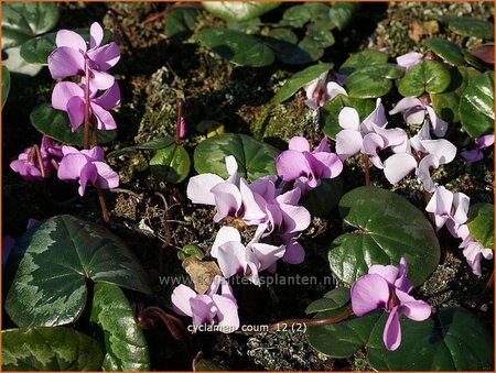 Cyclamen coum