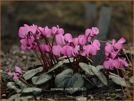 Cyclamen coum