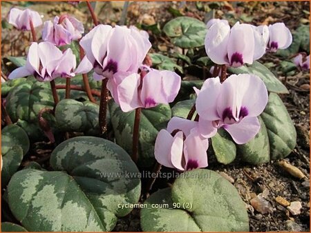 Cyclamen coum