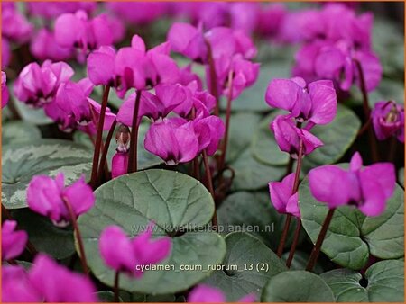 Cyclamen coum &#39;Rubrum&#39;