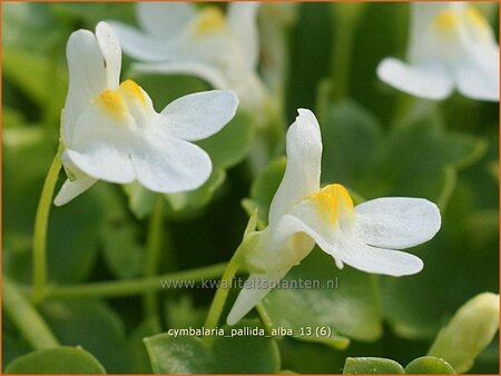 Cymbalaria pallida 'Alba'