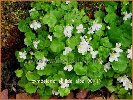 Cymbalaria pallida 'Alba'