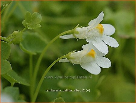 Cymbalaria pallida 'Alba'
