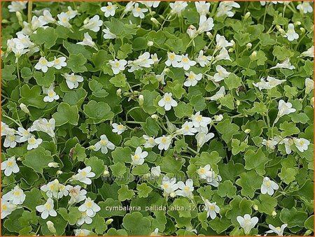 Cymbalaria pallida 'Alba'