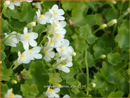 Cymbalaria pallida 'Alba'