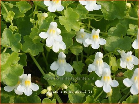 Cymbalaria pallida 'Alba'
