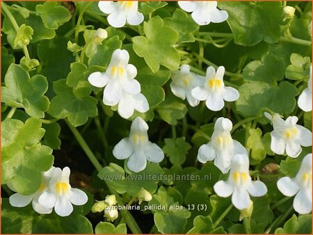 Cymbalaria pallida &#39;Alba&#39;